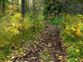 Fototapeta premium Dirt road in the autumn wild forest.