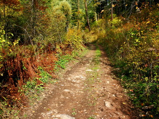Dirt road in the autumn wild forest.