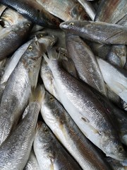 Fresh seafood at the wet market in Bangkok