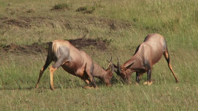 Two antelopes fighting while on their knees.