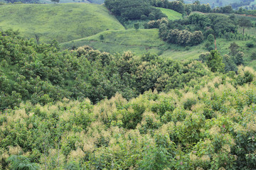 Scenery of teak trees and other kinds of trees on the mountainous field.