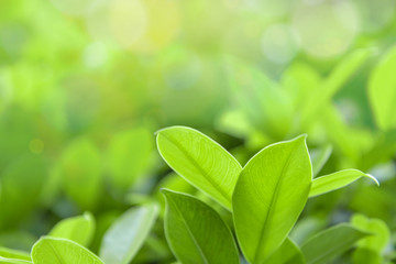 Creative green leaves with abstract background