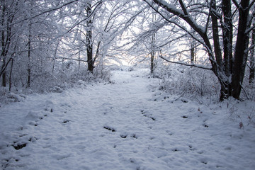 Winter Forest Trail. Trail through a winter forest with sunlight shining snow covered trees. 