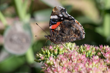 butterfly sitting on a stonecrop