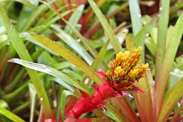 Obraz premium Bromeliad flower in tropical