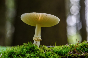mushroom in the forest macro