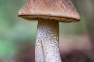 mushroom in the forest macro