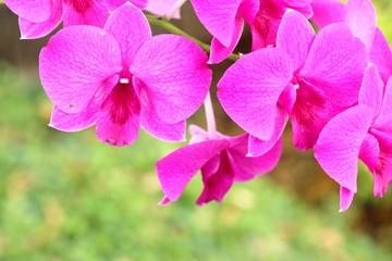 Naklejka na ściany i meble Tropical pink orchid flower