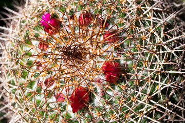 Cactus redondo con espinas largas blancas y flores fucsia