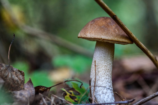 mushroom in the forest macro