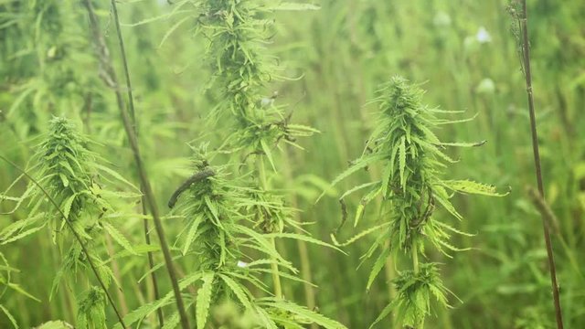 Cannabis and caterpillar on a head.
