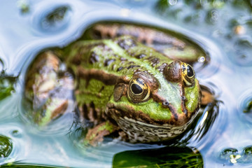 Ein Teichfrosch