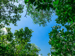 green leaves and blue sky