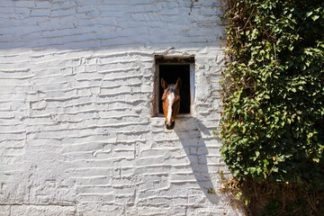 The horse stuck his head out of a small window in the wall of the stable