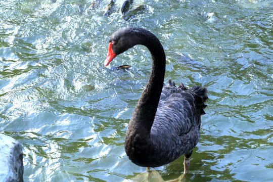 black swan in lake