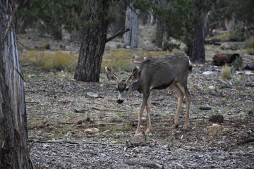 Grand Canyon Wildlife