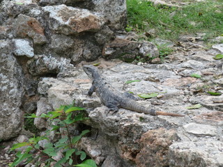 Großer Leguan sitzt auf einem Stein