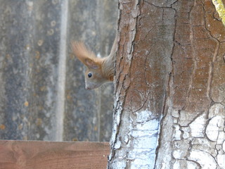 squirrel on a tree