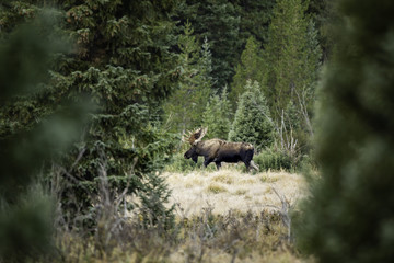 Bull Moose