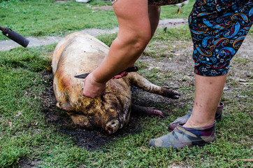 Primary treatment of carcasses after slaughter. Man and a woman are treated carcass