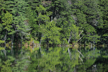 Natural green leaves tree forest with reflection on Myojin pond at Japanese alps Kamikochi Nagano.