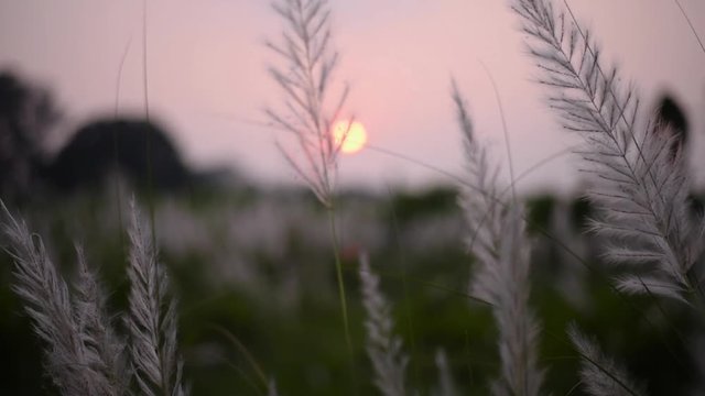 White flowered grass kaash phool or Saccharum spontaneum blowing in wind in a field at colorful sunrise or sunset, Durga puja Indian festival