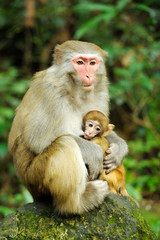 Fototapeta premium Monkey family in Zhangjiajie national park