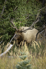 Elk Bull