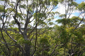 Fototapeta premium Aussicht vom Tree Top Walk Walpole Nationalpark