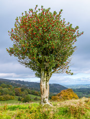 Lone holly bush