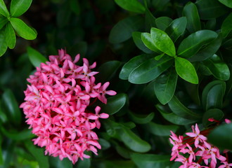 closeup photo of pink spike flowers or ixora