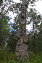Baumriese vom Valley of the Giants  Walpole Nationalpark
