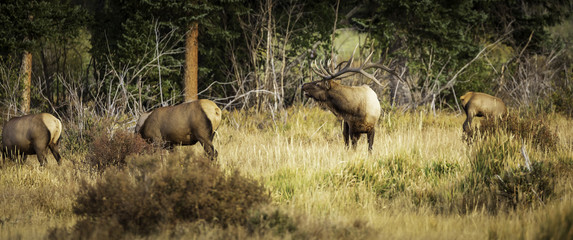 Elk Bull © Cheryl