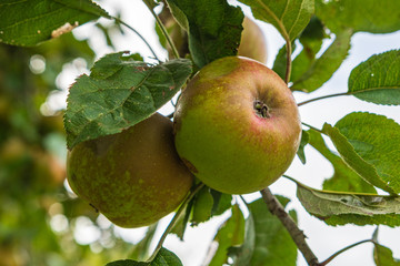 Apfel am Apfelbaum