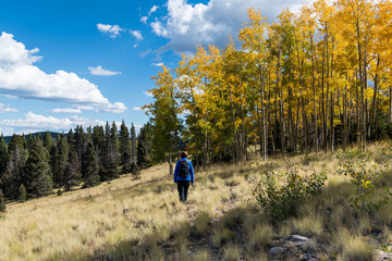 Woman wearing a blue fleece pullover and a backpack hiking through a grassy meadow to an aspen...
