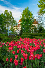 Blooming tulips in a sunny park. Stock photo.