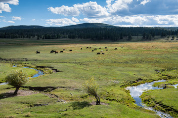Cattle grazing on lush green grass on a ranch in northern New Mexico