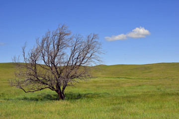 Lonely South Dakota Tree