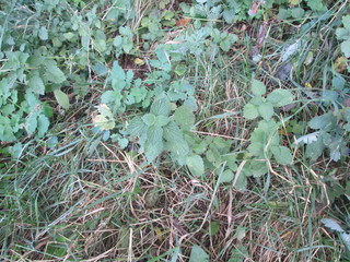 green plant nature leaf