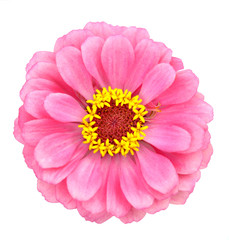 Pink zinnia flower
