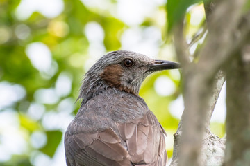 profile of brown eared bulbul (Hypsipetes amaurotis)