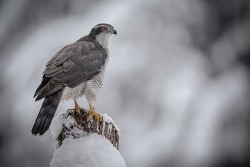 Male goshawk in the wild