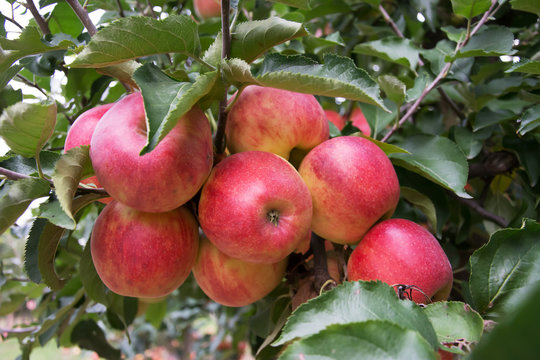 Cluster of big, ripe, red apples hanging between leaves on an apple tree