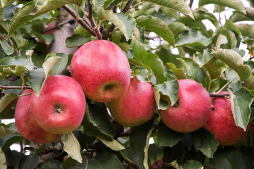 Cluster of big, ripe, red apples hanging on an apple tree, surrounded by leaves