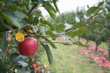 One red apple hanging on an apple tree twig, orchard with fallen apples in background