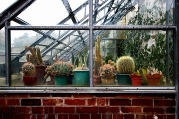 Cactus in a greanhouse  in Cannon Hall, South Yorkshire, England © Emilia