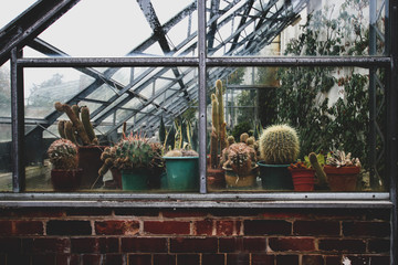 Cactus in a greanhouse in Cannon Hall, South Yorkshire, England © Emilia
