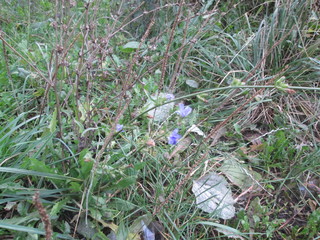 environment the world nature flora