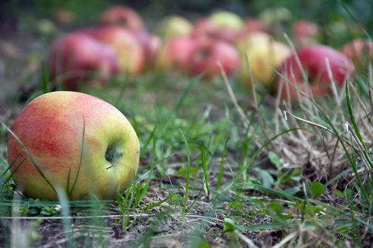 Windfall of apples in an orchard with one yellow and red apple at the foreground