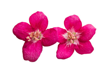 apple flowers isolated